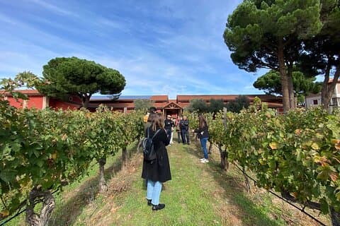 Ribera del Duero Wine Tour from Madrid with 3 Wineries & Lunch