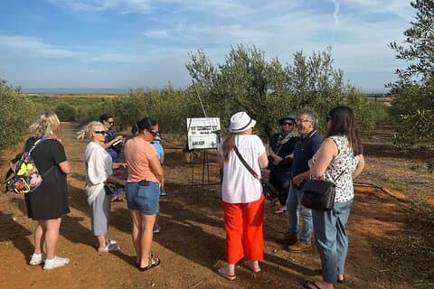 Olive Oil Factory from Seville Private Tour