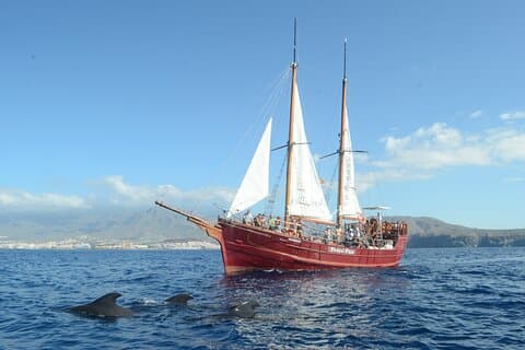Tenerife: Whale & Dolphin Watching Cruise & Swim, Los Cristianos
