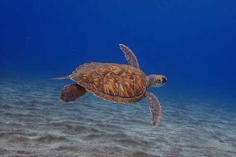 Try Dive in Abades Bay with a private instructor