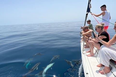 Dolphin sighting