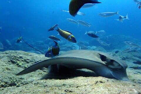 Sting rays and plenty of Fish with Paradise Divers