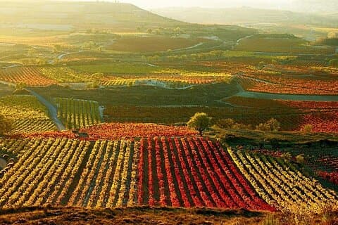 Rioja vineyards