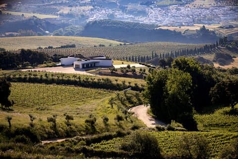 Ecological Tour of the Winery in Ronda with Tasting
