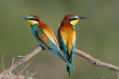 Bee-eaters