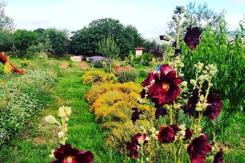 Private Visit to an Aromatic Plant Farm in La Rioja