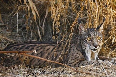Guided Experience in Doñana in 5 Senses