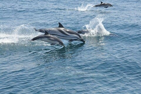Gibraltar and Dolphin Watching Excursion from Malaga