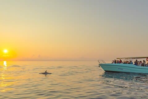 Exclusive Dolphin Watching in Mallorca from Port Alcudia