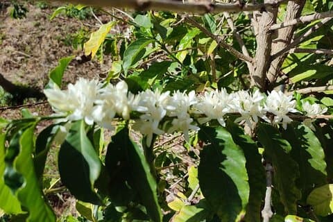 Explore our Coffee and Tropical Fruit Estate