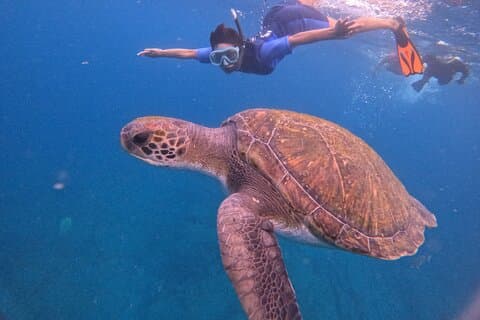 Tenerife Snorkeling Tour in turtle habitat