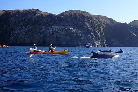 Kayak & Snorkel Safari: Look for Dolphins & Turtles in Tenerife