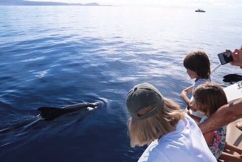Costa Adeje : Cetacean sighting in Tenerife South