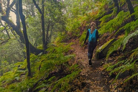 Tenerife Hiking in Enchanted Forest Above Masca with PICKUP