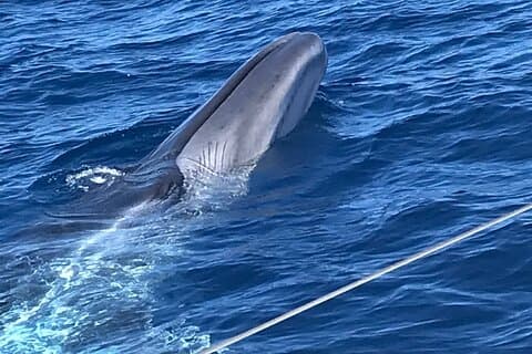 Whale Tenerife