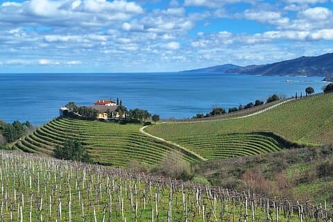 Txakoli vineyards in Getaria
