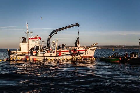 FISHING FOR WILD BLUEFIN TUNA. 
ALMADRABA DE BARBATE