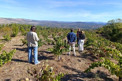 Madrid Wine Tour with Winery Visit & Wine Tasting
