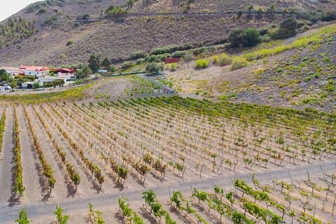 Canarian Wine Experience at Bodega los Lirios