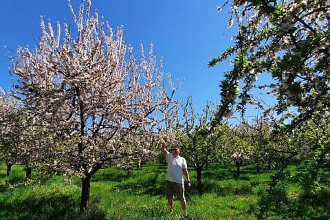 Mallorca Almond Blossom Tour by Minibus incl. pick up South Coast