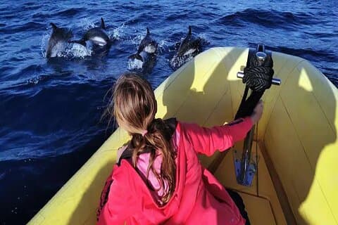 Dolphin Watching Boat Safari in Lanzarote