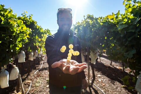 Alicante Winery Small Group Tour with Wine Tasting