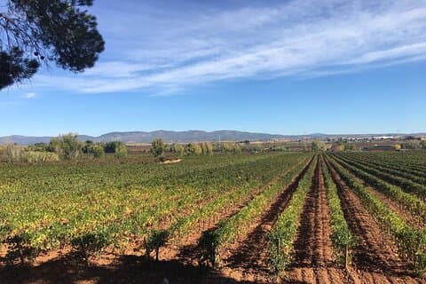 Utiel-Requena wine region