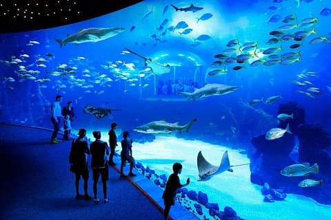 Aquarium Poema del Mar and Bus TUI Package