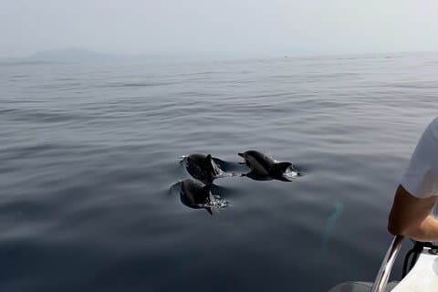 Small Group Dolphin Tour on Hybrid Boat in Sotogrande