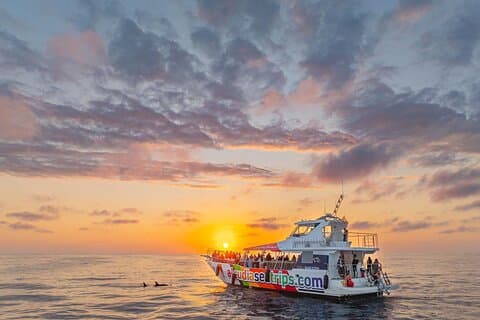 Dolphin Adventure: Fast Boat Dolphin Watching in Mallorca