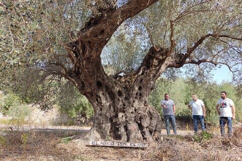 Olive Oil Farm Tour, Tasting & Picnic in Alicante