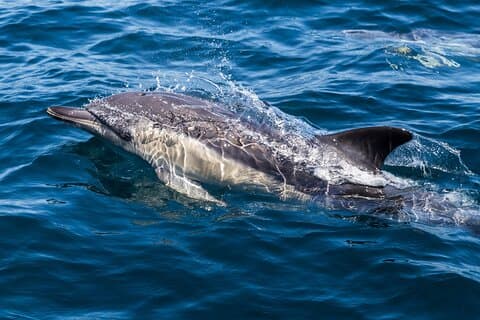 Gibraltar Sightseeing & Dolphin Watching Tour from Costa del Sol