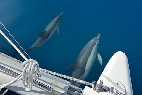 Dolphins around the ship