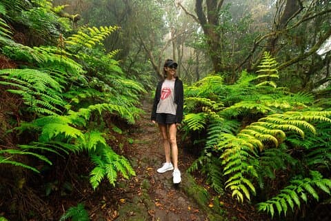 Ferns in Anaga Forest