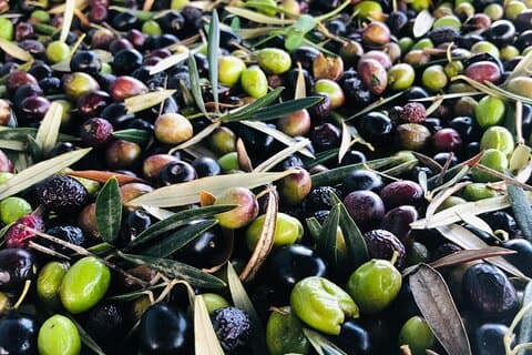 Bountiful Crop