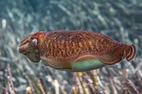 Sepia cuttlefish
