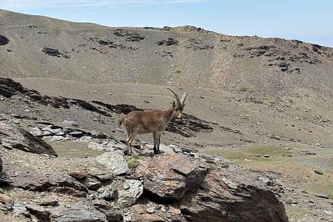 Spanish mountain goat