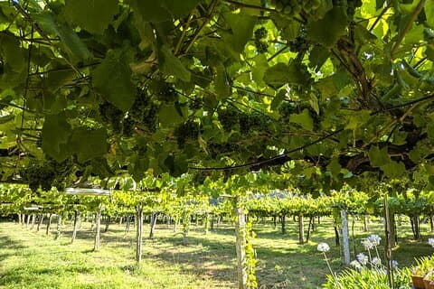 All Inclusive Private Day Trip Galicia Wine and Sightseeing Tour