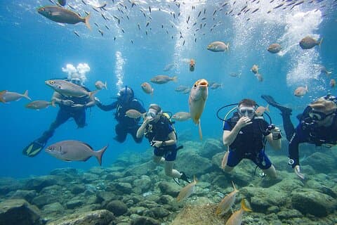 Group of divers with fish
Beginner scuba diving in Tenerife — your first underwater adventure surrounded by colorful fish in crystal-clear waters.
