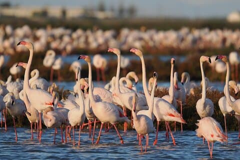 The Great Bird Show in the Ebro Delta