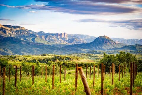 Herència Altés Wine Lovers Tour Vineyard Walk and Tasting
