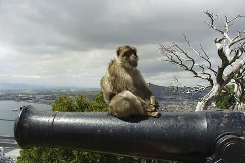 Day Trip from Malaga to Gibraltar and Mijas by bus