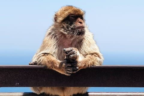 Gibraltar monkeys