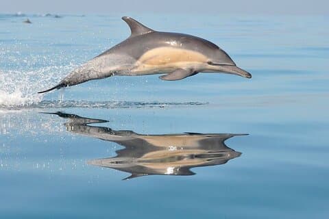 S'Arenal Dolphin Watching Boat Tour