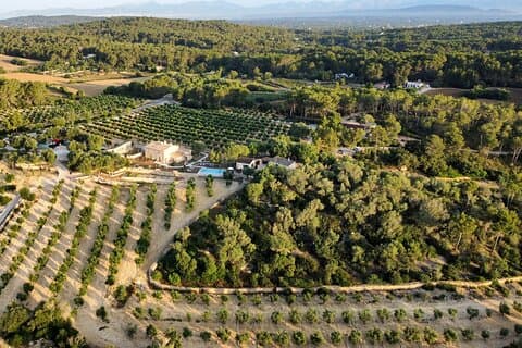Treurer Oil and wine tasting, olive grove tour and snack