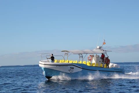 3 hrs Boat Excursion for whale watching from Valle GR (La Gomera)