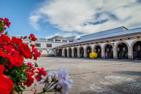 Wine Experience in Montilla
