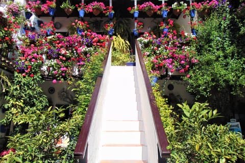 Guided Tour of the Courtyards of Cordoba