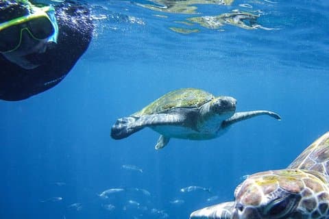 Tenerife Guided Snorkeling Tour with Gear