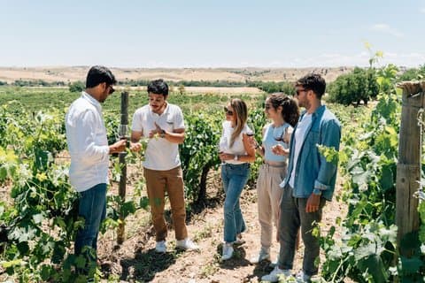 Toledo Walking Tour and Wine Tasting Experience